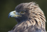 Aigle royalGolden Eagle