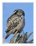 Chouette pervire<br>Northern Hawk Owl