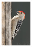 Pic  ventre roux<br>Red-bellied Woodpecker