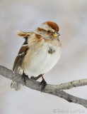 Bruant hudsonien<br>American Tree Sparrow