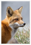 Renard roux / Red Fox