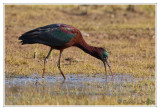 Ibis falcinelle<br>Glossy Ibis