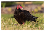 Urubu  tte rouge<br>Turkey Vulture