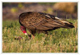 Urubu  tte rouge<br>Turkey Vulture