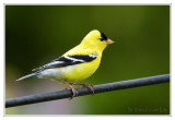 Chardonneret jaune<br>American Goldfinch