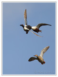 Canards souchets<br>Northern Shovelers