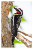 Pic macul<br>Yellow-bellied Sapsucker