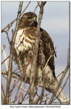 Buse à queue rousse / Red-tailed Hawk