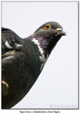 Pigeon biset <br>Rock Pigeon