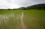 Rice Paddy, Xieng Kouang Prov. Laos