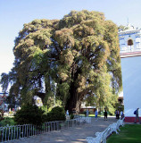 Tule tree, more than 2000 years old