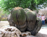 Barrel cactus