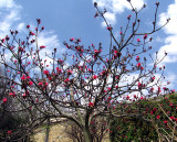 Shaving brush tree