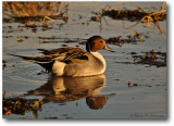 Northern Pintail