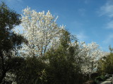 Railway Trees