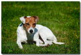 Jack Russel