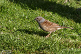 Dunnock / Accenteur mouchet (Prunella modularis)