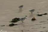 Sanderling / Bécasseau sanderling (Calidris alba)