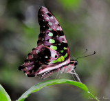 green butterfly