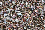 shells
