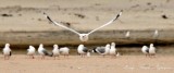 Incoming Seagull