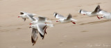 graceful in flight