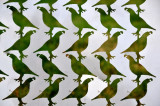 quails birds