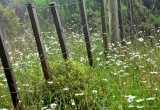broken fence