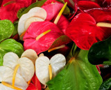 tropical flowers