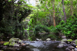 plants in Waipio valley