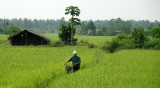 through the rice field