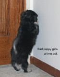 Bad Puppy!