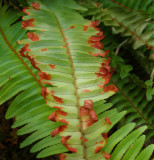 Fern Colors.jpg