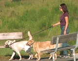 Lady Walking Dogs.jpg