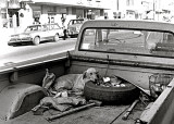 Unlucky Dog