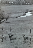 Mule Deer in Wyoming