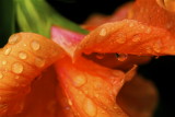 Orange Hibiscus