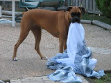 She stole the bed skirt 24 August 2008
