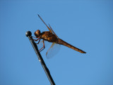 DragonFly hanging around our back yard