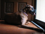 Chillin' after her walk 17 March 2008