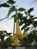 Angel's Trumpets 22 March 2008
