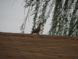 Only picture I took - kinda blurry 27 March 2008