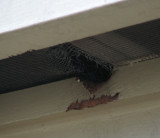 They're just rats w/ fluffy tails 6 May 2008