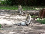 Vervet monkeys at Tortilis-2641