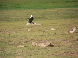 Fish eagle-2665