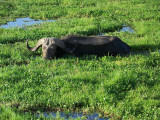 Cape buffalo also like the swamp-2692
