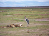 Marabou stork-2834