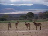 Waterbuck-2843