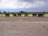 Sleeping elephants - check the straight trunks-2851