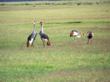 Grey crowned cranes-2977